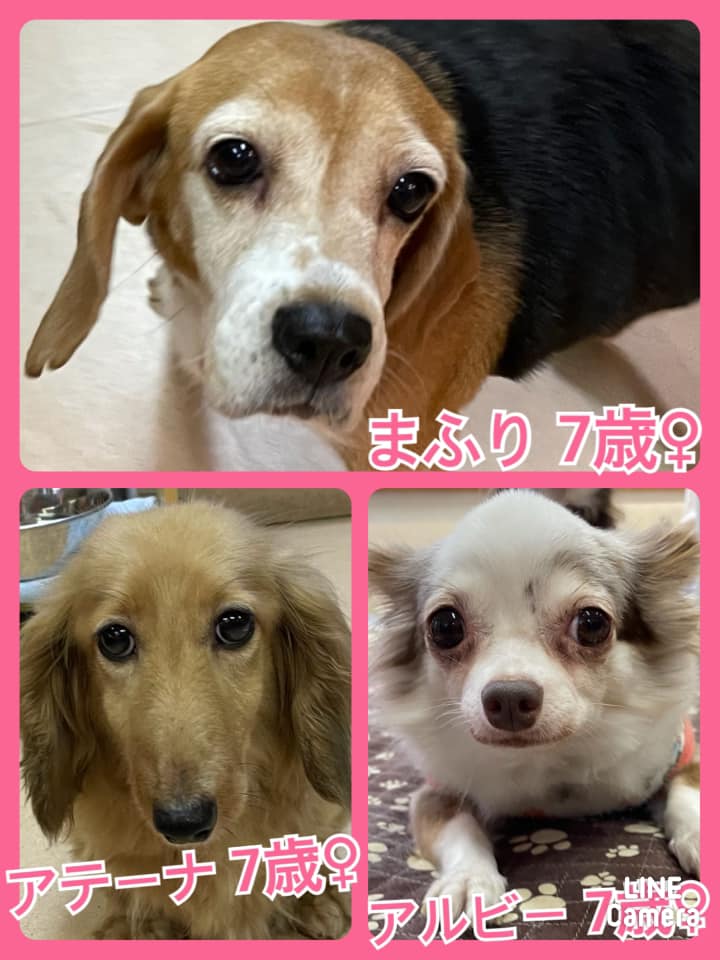 🐾今日の里親様募集中ワンコ🐶メンバーです🐾2021,8,27